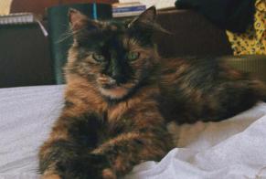 Alerte Disparition Chat Femelle , 3 ans Val-de-Ruz Suisse