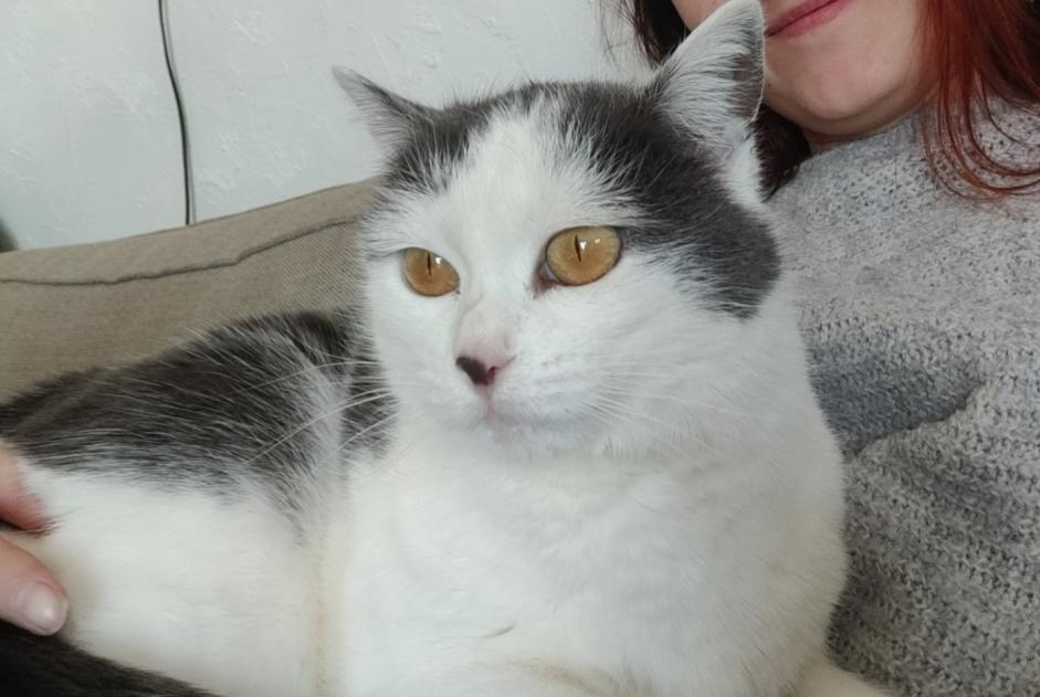 Alerte Disparition Chat Femelle , 5 ans Lupé France