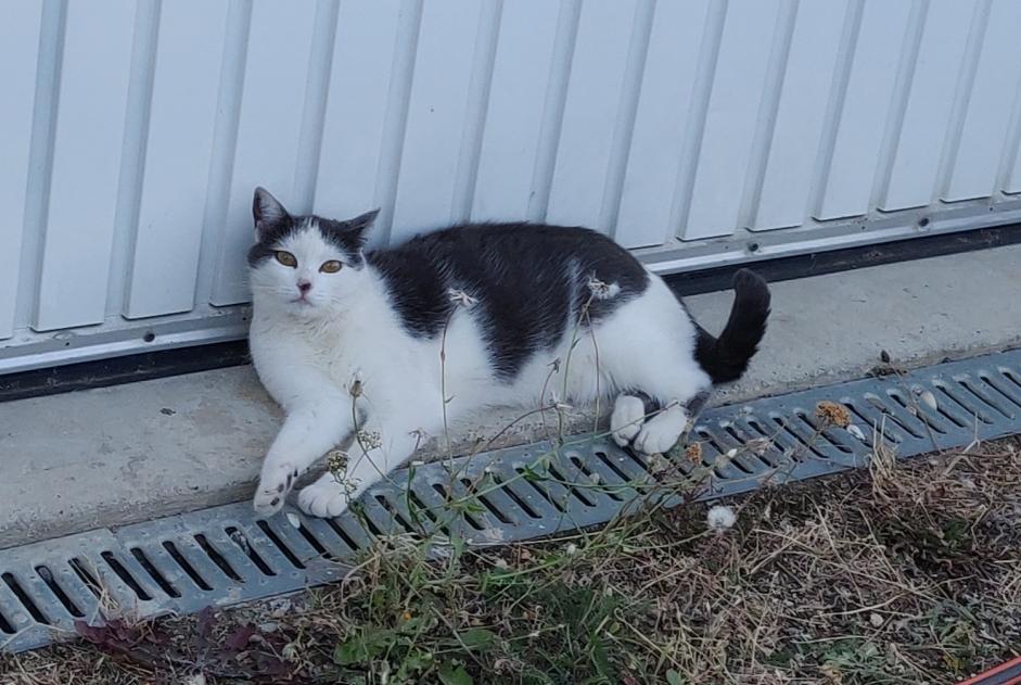 Alerte Disparition Chat Femelle , 5 ans Lupé France