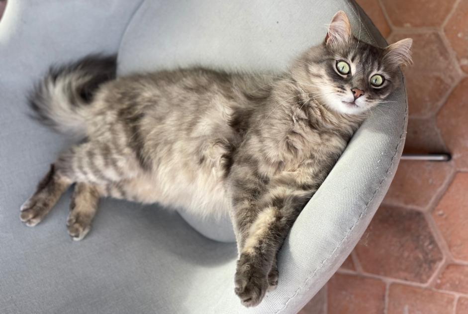 Alerte Disparition Chat Mâle , 4 ans Clermont-Ferrand France