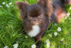 Alerte Disparition Chien croisement Mâle , 1 ans Villiers-sur-Marne France