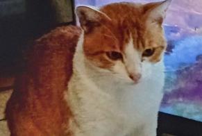 Alerte Disparition Chat croisement Mâle , 4 ans Saint-Cyprien France