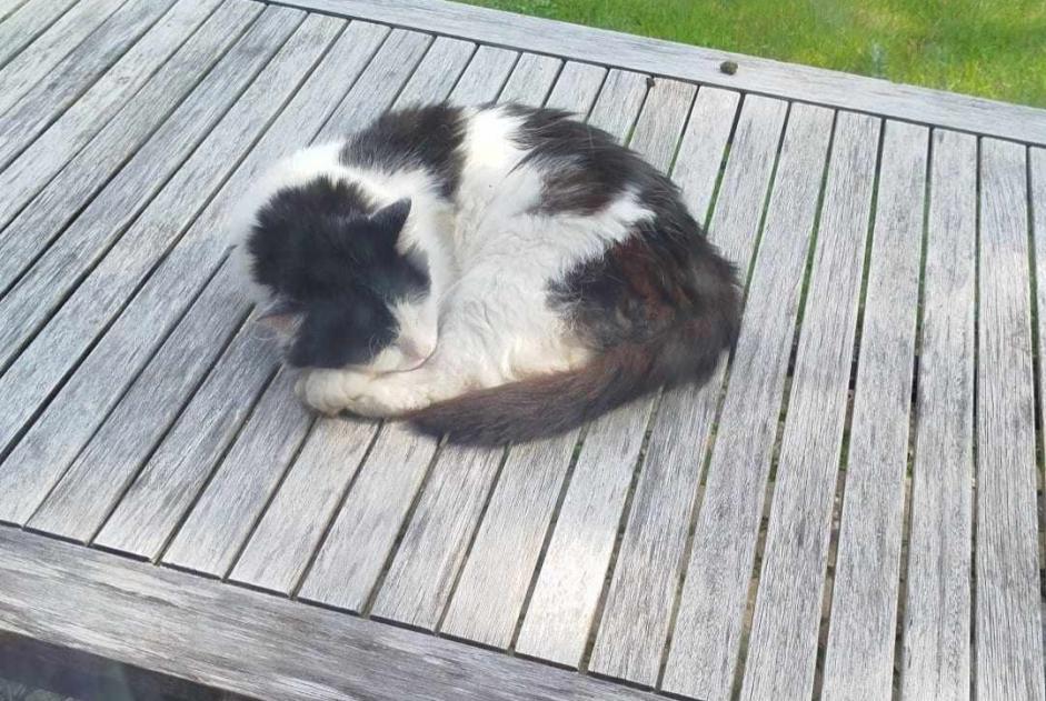 Alerte Disparition Chat Mâle , 3 ans Esneux Belgique