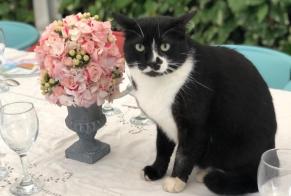 Alerte Disparition Chat croisement Mâle , 7 ans Chartres France