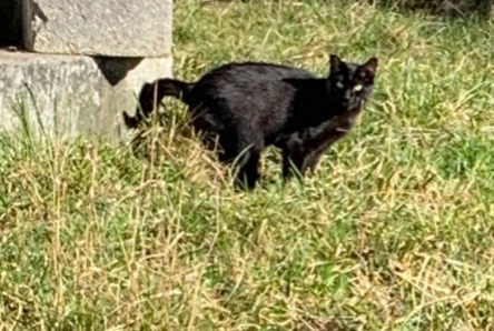 Alerte Découverte Chat Inconnu Bulle Suisse