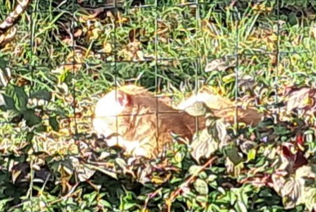 Alerte Découverte Chat Mâle L'Isle-d'Espagnac France