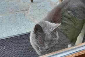 Alerte Découverte Chat Inconnu Sion Suisse