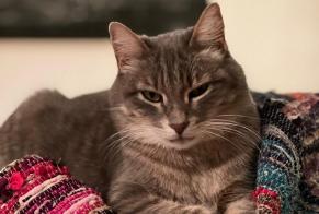 Alerte Disparition Chat Mâle , 2 ans Cogolin France