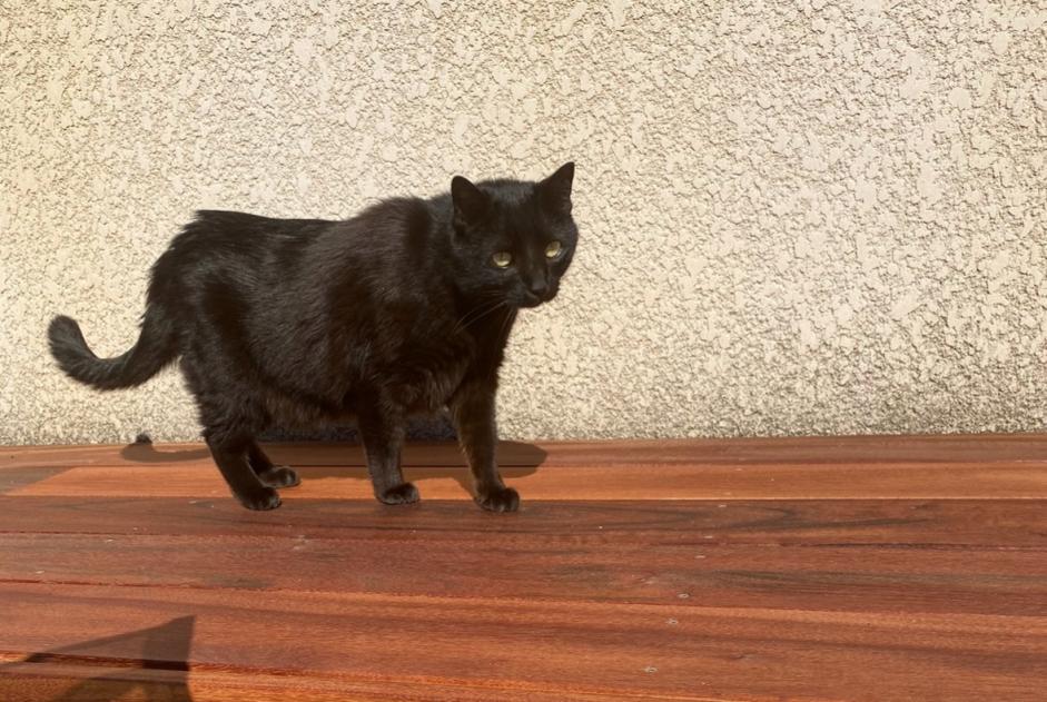 Alerte Disparition Chat Mâle , 10 ans Bastelicaccia France