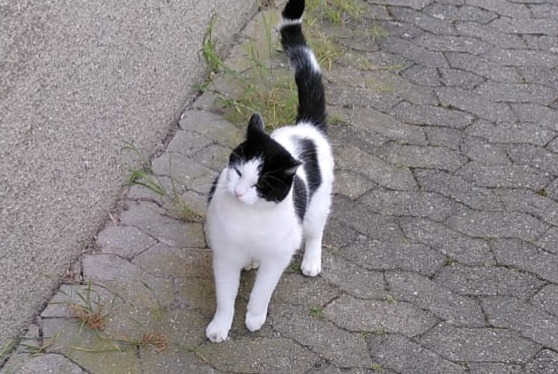 Alerte Disparition Chat Mâle , 12 ans Morges Suisse