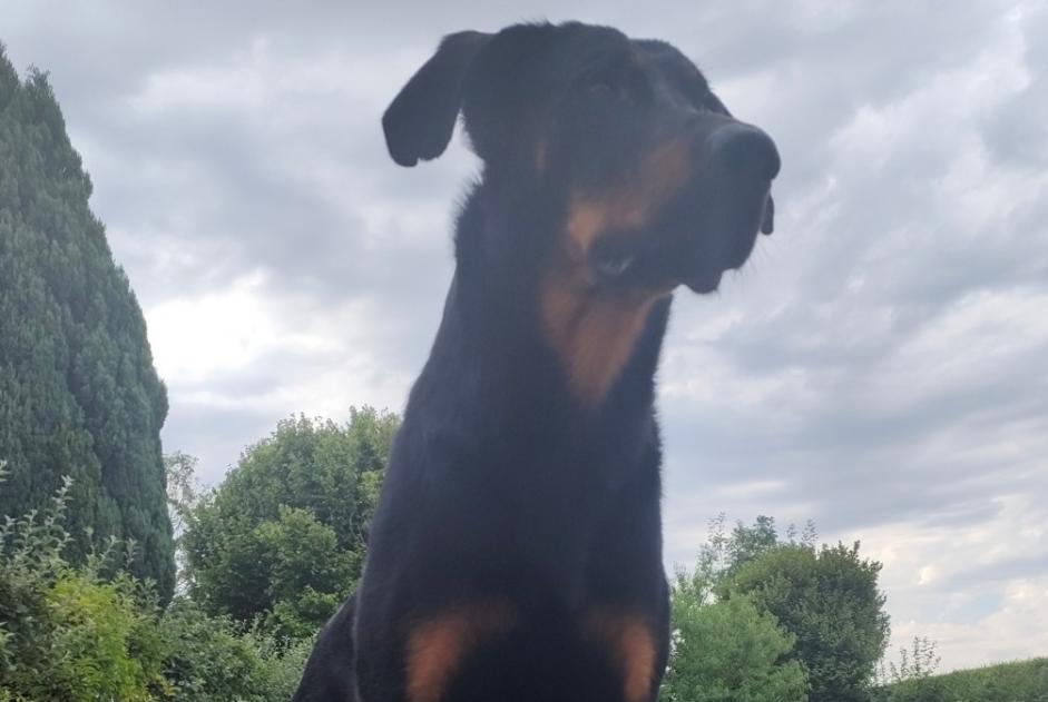 Alerte Disparition Chien  Mâle , 4 ans Melun France