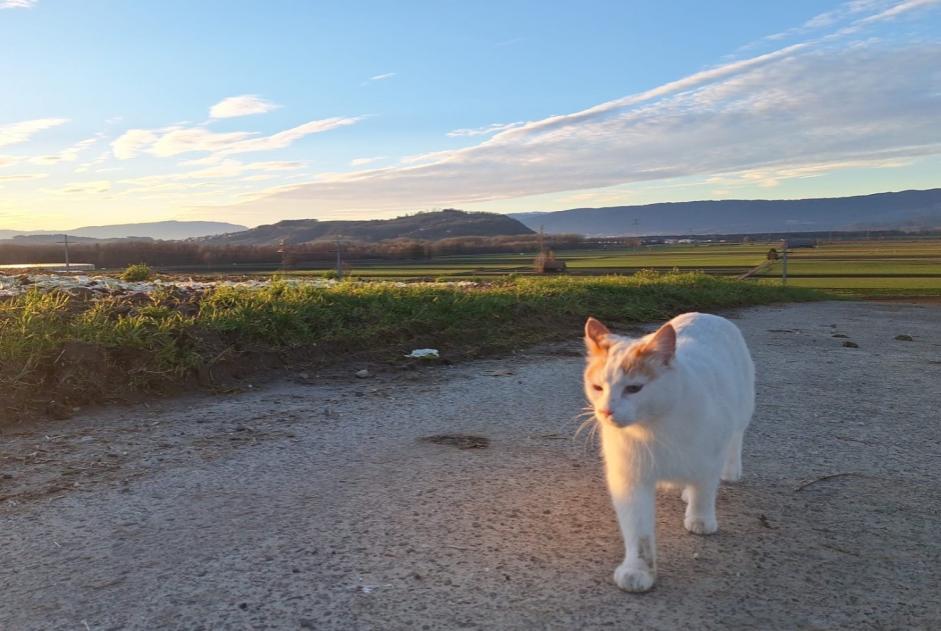 Alerte Disparition Chat Mâle , 6 ans Murten Suisse