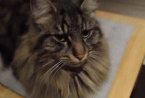 Alerte Disparition Chat croisement Mâle , 3 ans St. Silvester Suisse