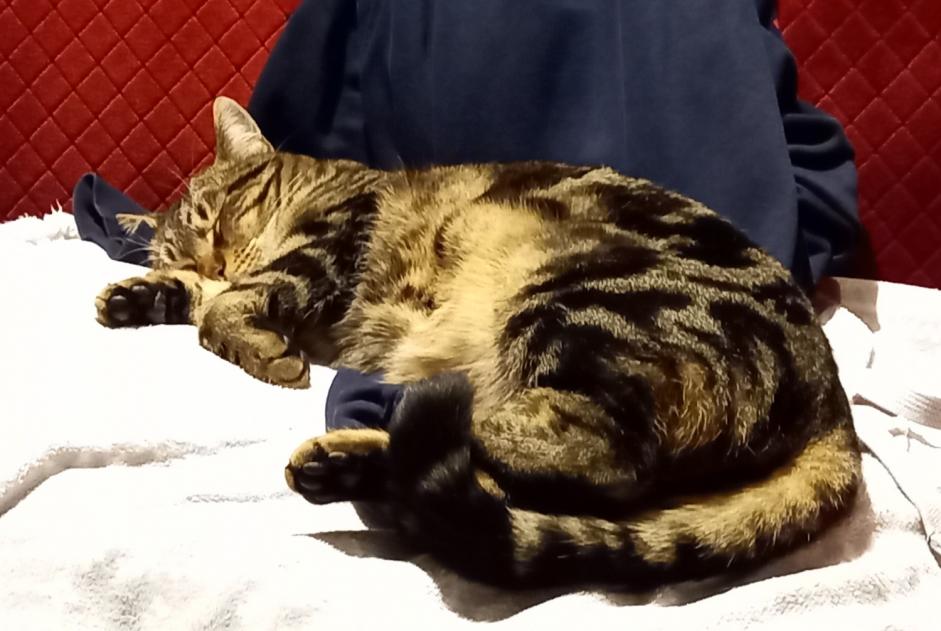 Alerte Disparition Chat Mâle , 1 ans Savièse Suisse