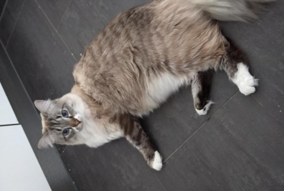 Alerte Disparition Chat croisement Femelle , 2 ans Villmergen Suisse