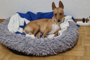 Alerte Disparition Chien  Femelle , 1 ans Onex Suisse