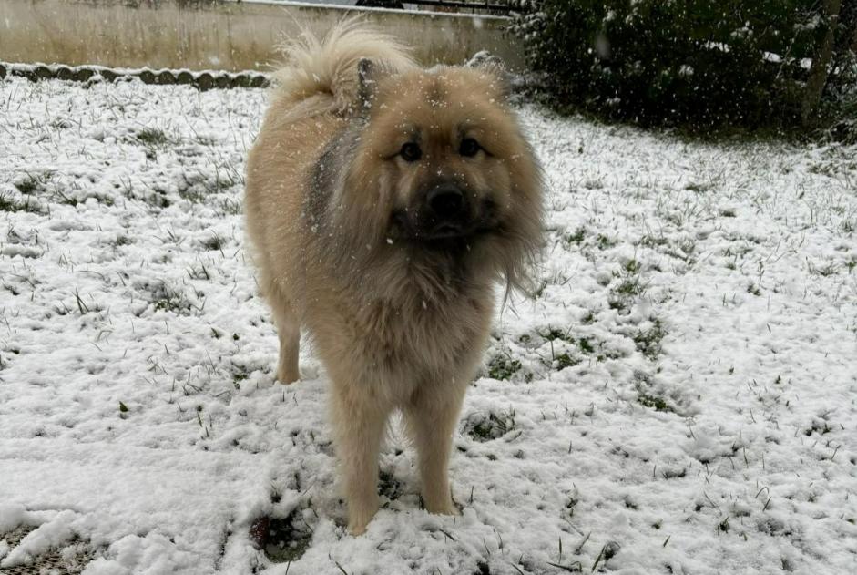 Alerte Disparition Chien  Mâle , 8 ans Saint-Mard France