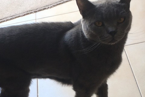 Alerte Disparition Chat  Mâle , 5 ans Carouge Suisse