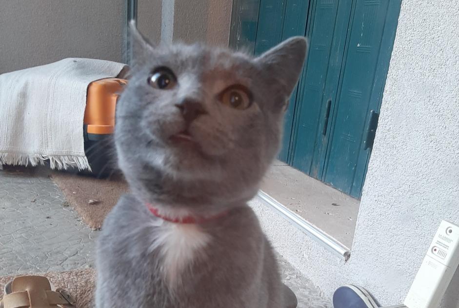 Alerte Découverte Chat Inconnu Avignon France