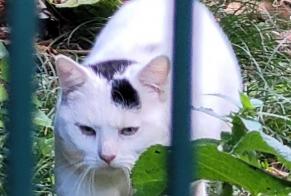 Alerte Découverte Chat Inconnu Grenoble France