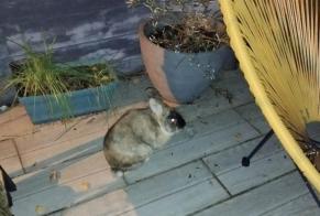 Alerte Découverte Lapin Inconnu Sotteville-lès-Rouen France