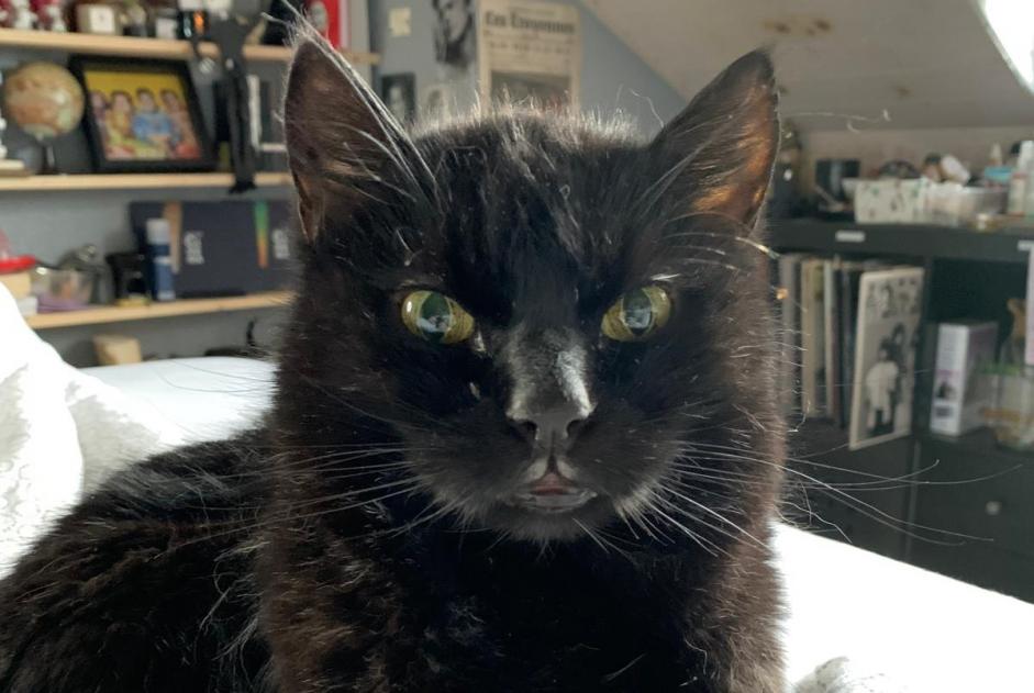 Alerte Disparition Chat Mâle , 18 ans Pont-la-Ville Suisse