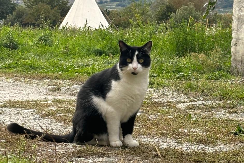 Alerte Disparition Chat croisement Mâle , 2 ans Sierre Suisse