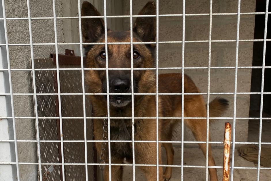 Alerte Découverte Chien  Inconnu Gaillon France