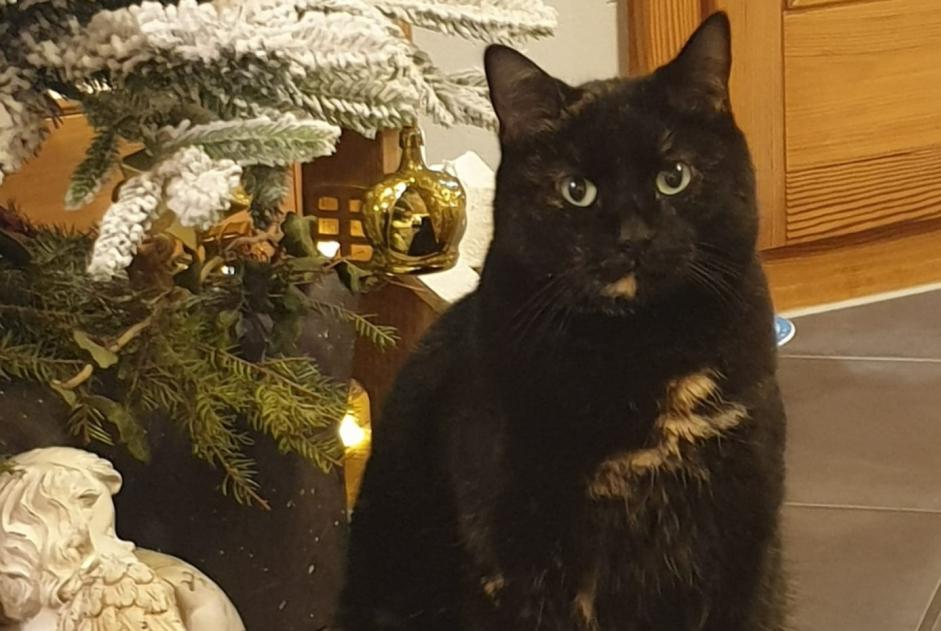 Alerte Disparition Chat Femelle , 6 ans Broc Suisse