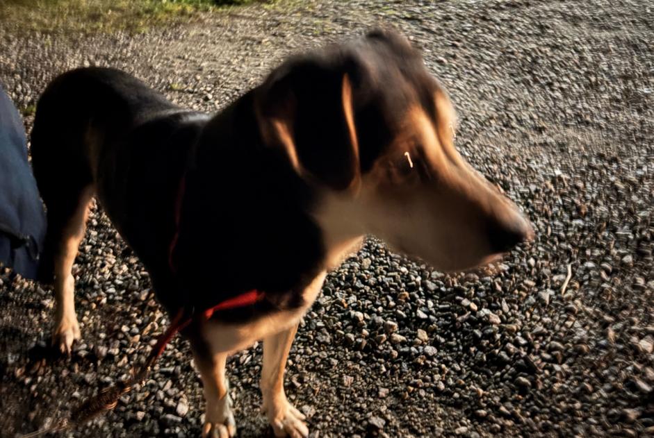 Alerte Découverte Chien Mâle Marzan France