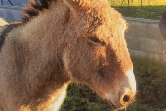 Alerte Disparition Cheval Mâle , 2025 ans Retournac France