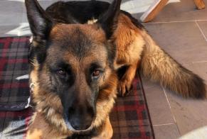 Alerte Découverte Chien  Femelle Saint-George Suisse