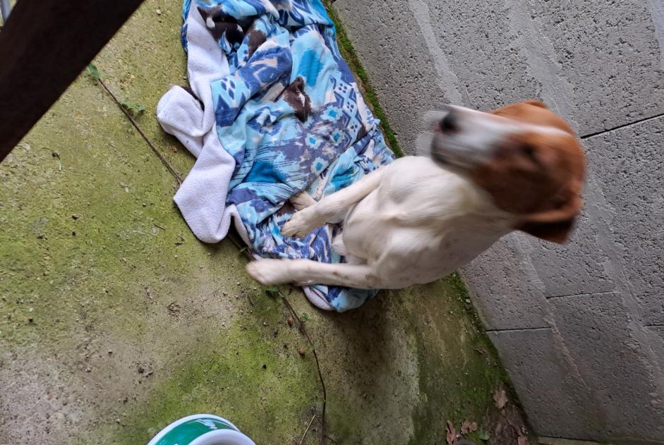 Alerte Découverte Chien Mâle Jarzé Villages France