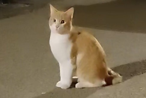 Alerte Découverte Chat Inconnu Aubagne France