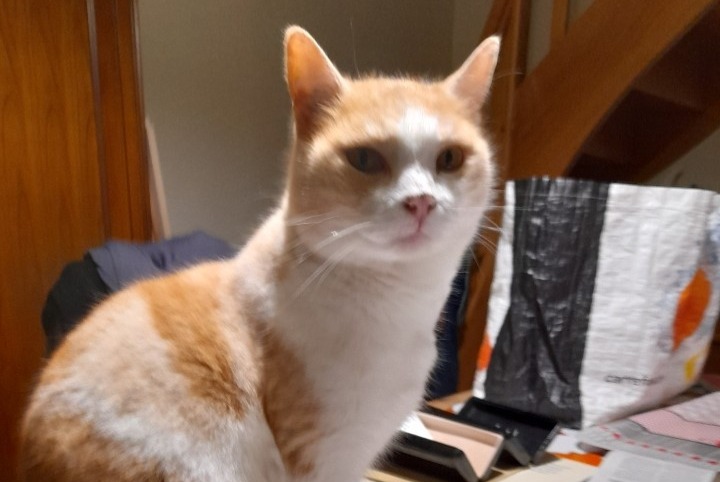 Alerte Disparition Chat  Mâle , 9 ans Hyères France