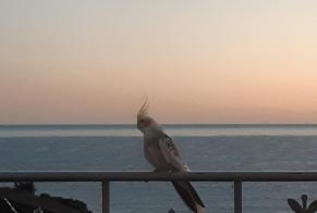 Alerte Découverte Oiseau Inconnu Roquebrune-Cap-Martin France