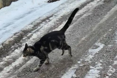 Alerte Disparition Chat Femelle , 1 ans Château-d’Œx Suisse