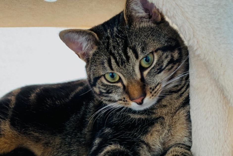 Alerte Disparition Chat Mâle , 2 ans Cortaillod Suisse