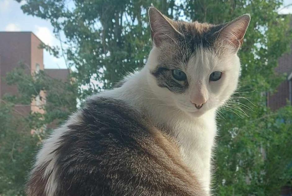 Alerte Disparition Chat Mâle , 5 ans Trébeurden France