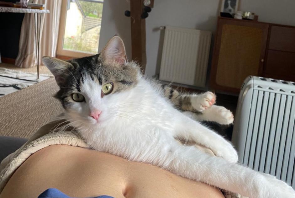 Alerte Disparition Chat Mâle , 3 ans Ploubazlanec France