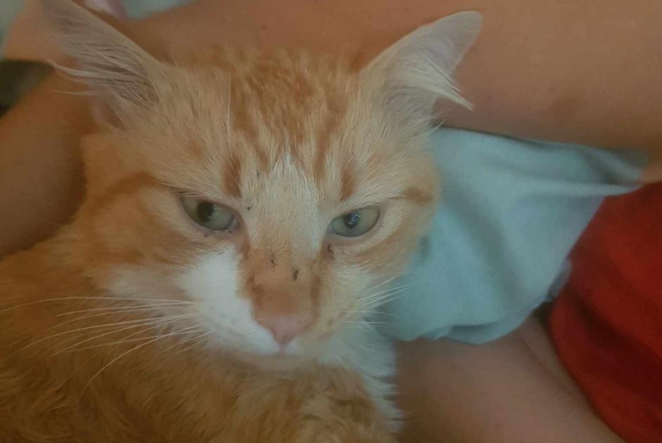 Alerte Disparition Chat Mâle , 2 ans Montaigut-sur-Save France