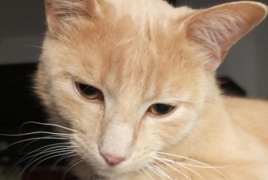 Alerte Disparition Chat croisement Mâle , 4 ans Lancy Suisse