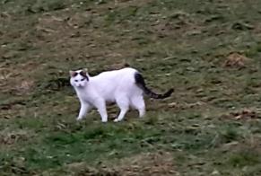 Alerte Découverte Chat croisement Mâle Le Landeron Suisse