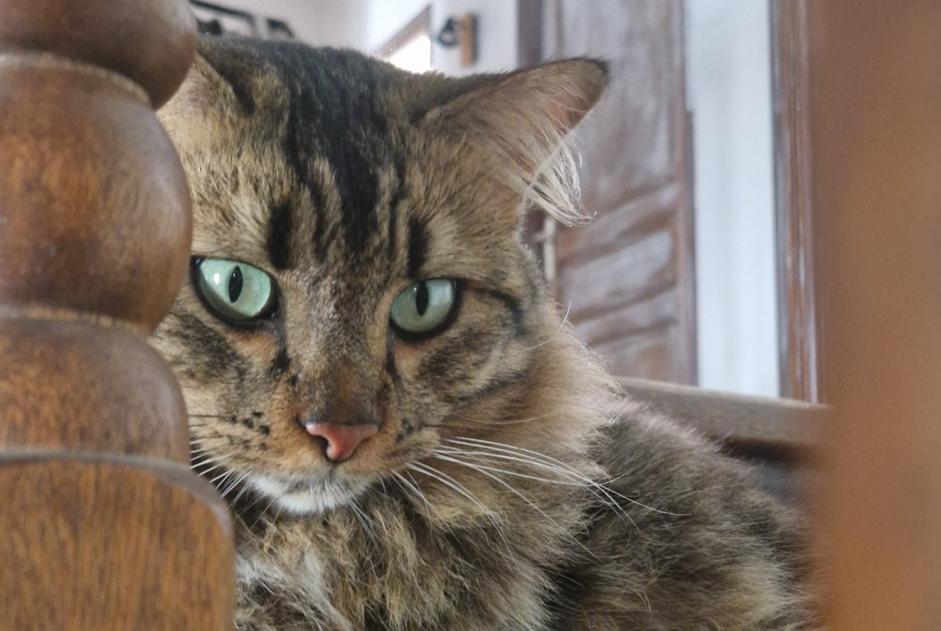 Alerte Disparition Chat croisement Mâle , 2 ans Ajaccio France