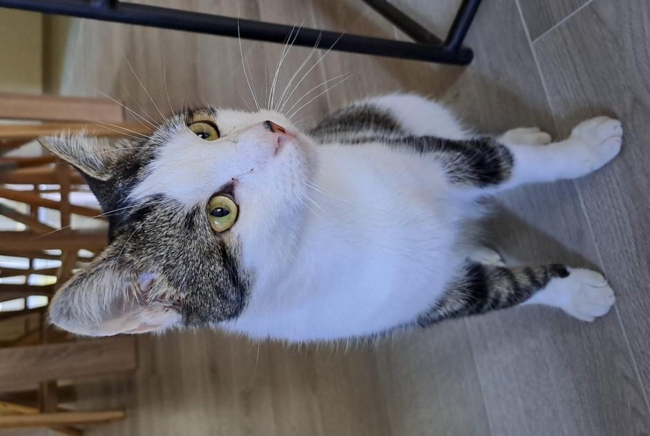 Alerte Disparition Chat Mâle , 3 ans Val-de-Ruz Suisse