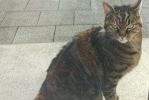 Alerte Découverte Chat croisement Femelle Romont Suisse