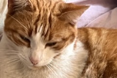 Alerte Disparition Chat Mâle , 3 ans Miramas France