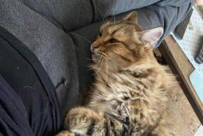 Alerte Disparition Chat croisement Mâle , 6 ans Capdenac-Gare France