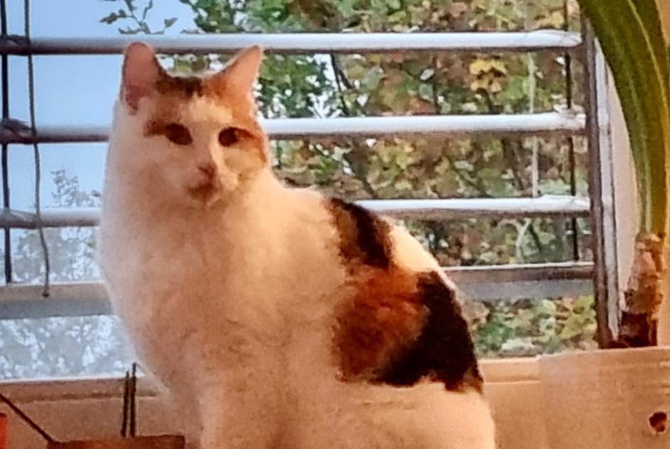 Alerte Disparition Chat Femelle , 4 ans Marly Suisse