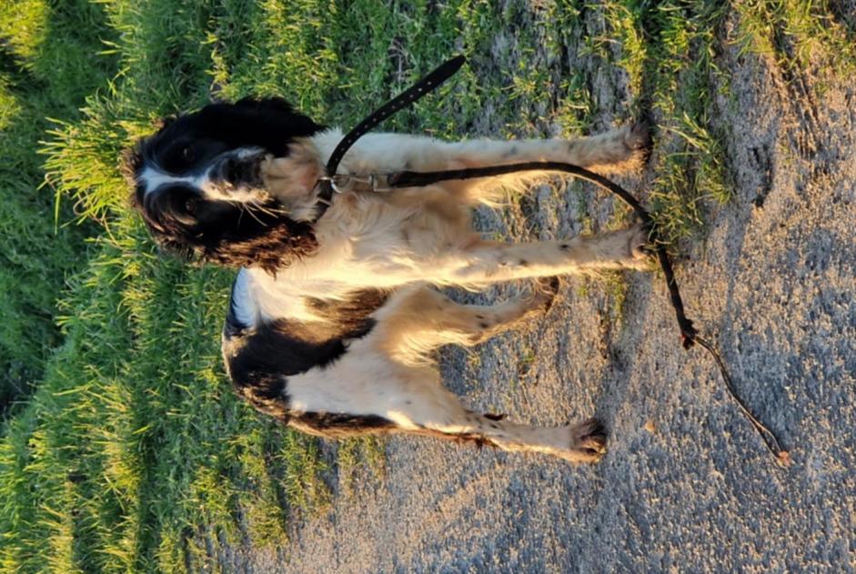 Alerte Découverte Chien  Inconnu Restigné France